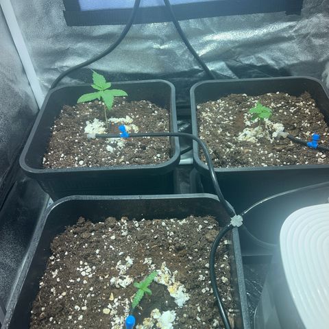 Pink Rozay Automatic growlog timeline photo