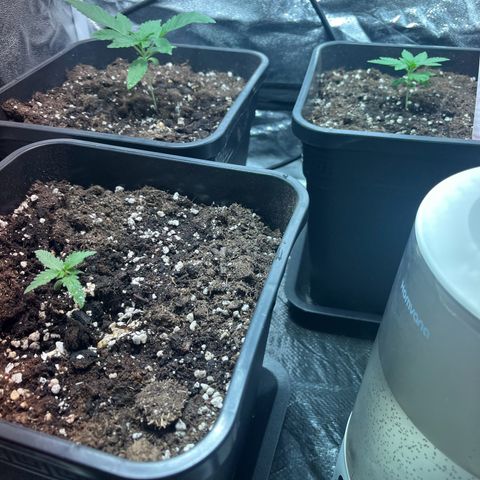 Pink Rozay Automatic growlog timeline photo