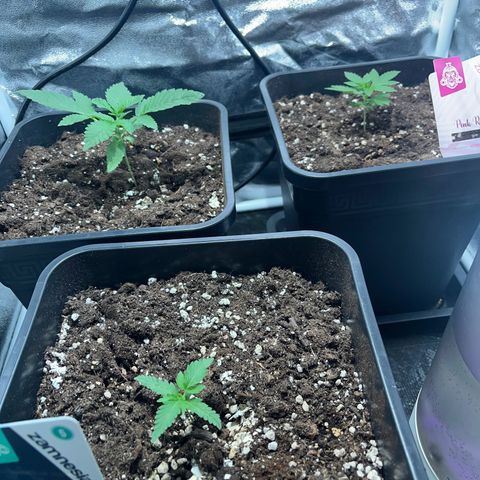 Pink Rozay Automatic growlog timeline photo
