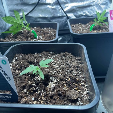 Pink Rozay Automatic growlog timeline photo