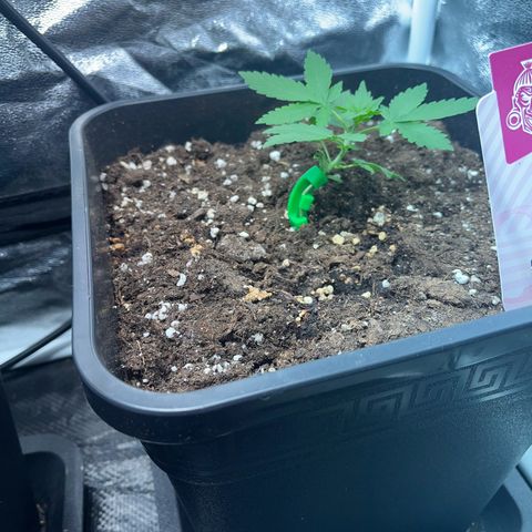 Pink Rozay Automatic growlog timeline photo