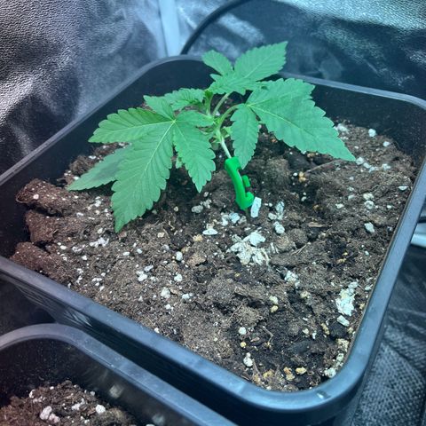 Pink Rozay Automatic growlog timeline photo