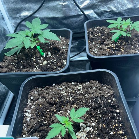 Pink Rozay Automatic growlog timeline photo