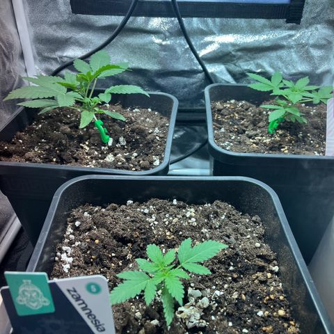 Pink Rozay Automatic growlog timeline photo