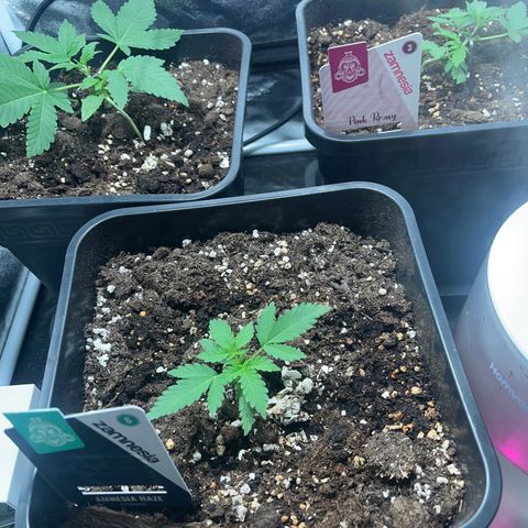 Pink Rozay Automatic growlog timeline photo