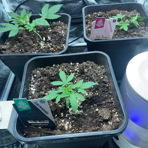 Pink Rozay Automatic growlog timeline photo