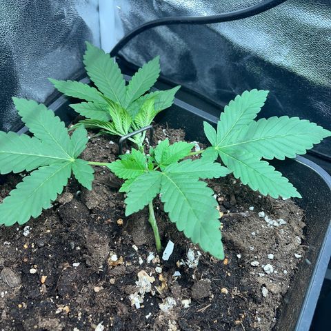 Pink Rozay Automatic growlog timeline photo
