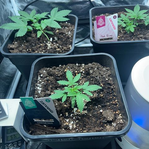 Pink Rozay Automatic growlog timeline photo