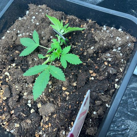 Pink Rozay Automatic growlog timeline photo