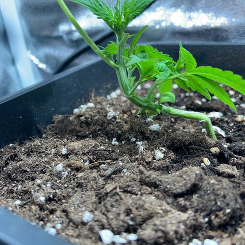 Pink Rozay Automatic growlog timeline photo
