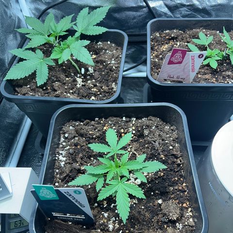 Pink Rozay Automatic growlog timeline photo