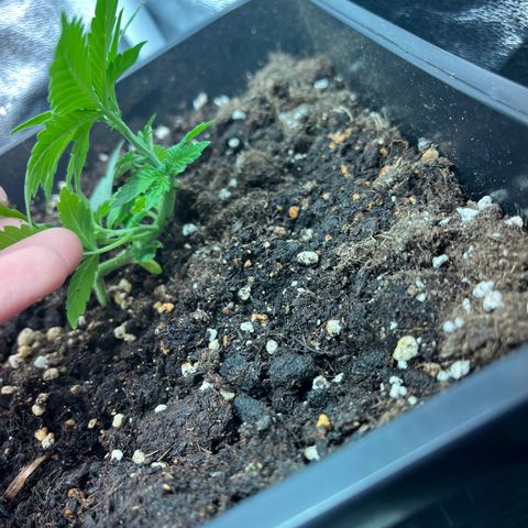 Pink Rozay Automatic growlog timeline photo