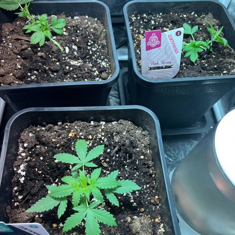 Pink Rozay Automatic growlog timeline photo