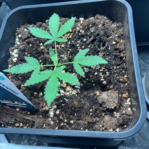 Pink Rozay Automatic growlog timeline photo