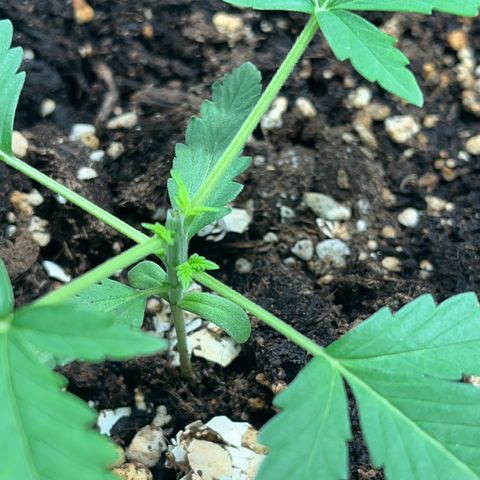Pink Rozay Automatic growlog timeline photo