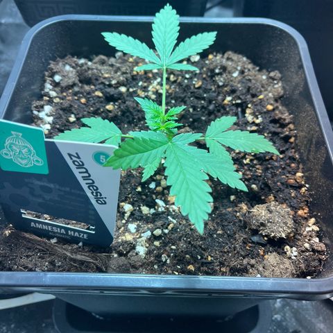 Pink Rozay Automatic growlog timeline photo