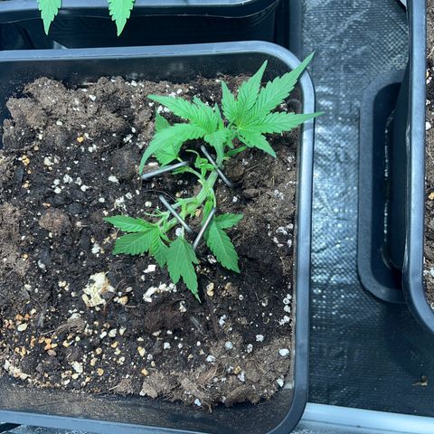 Pink Rozay Automatic growlog timeline photo
