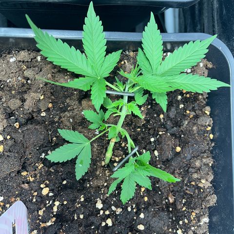 Pink Rozay Automatic growlog timeline photo