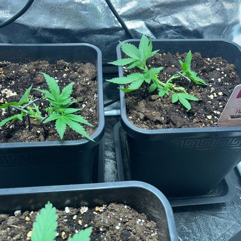 Pink Rozay Automatic growlog timeline photo