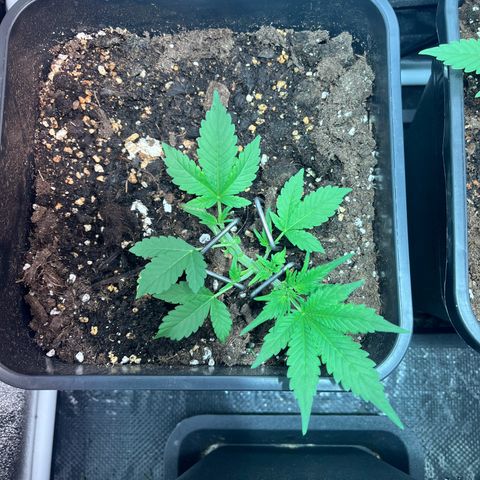 Pink Rozay Automatic growlog timeline photo
