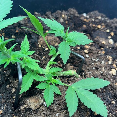 Pink Rozay Automatic growlog timeline photo