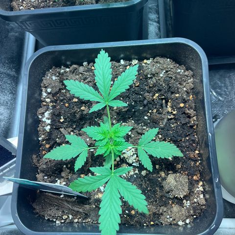 Pink Rozay Automatic growlog timeline photo