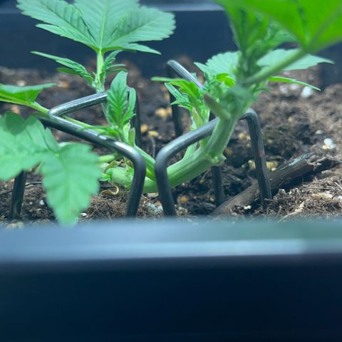 Pink Rozay Automatic growlog timeline photo