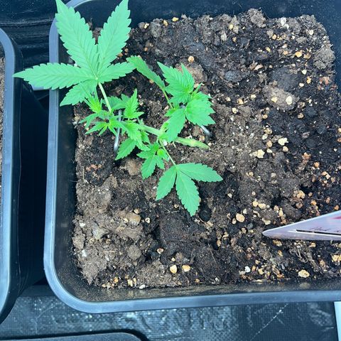 Pink Rozay Automatic growlog timeline photo