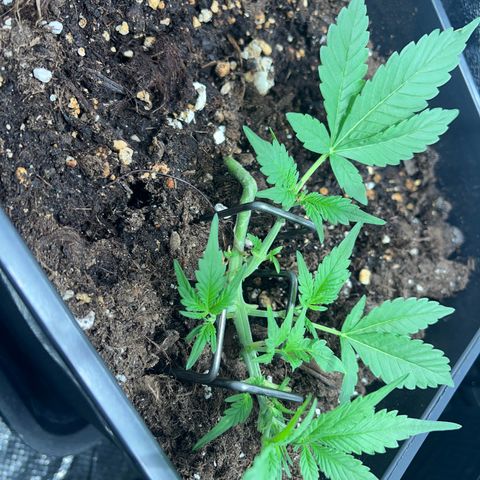 Pink Rozay Automatic growlog timeline photo