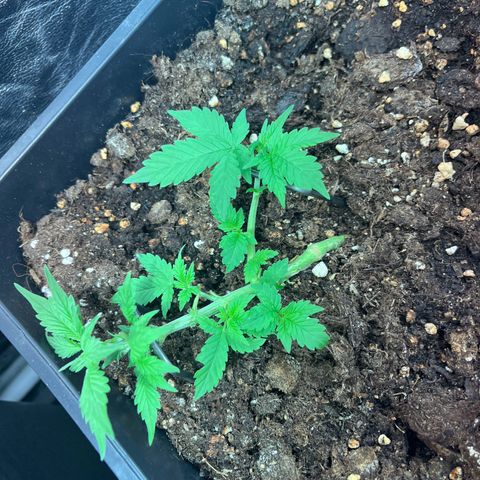 Pink Rozay Automatic growlog timeline photo