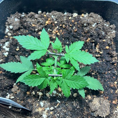 Pink Rozay Automatic growlog timeline photo