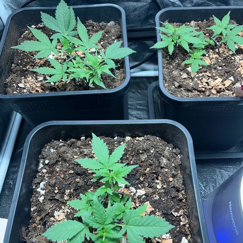 Pink Rozay Automatic growlog timeline photo
