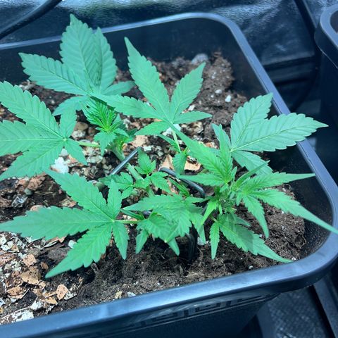 Pink Rozay Automatic growlog timeline photo