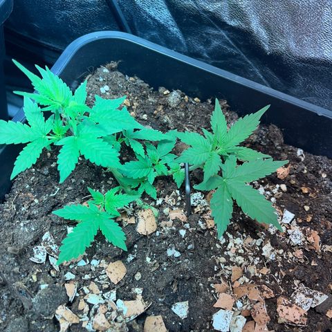 Pink Rozay Automatic growlog timeline photo