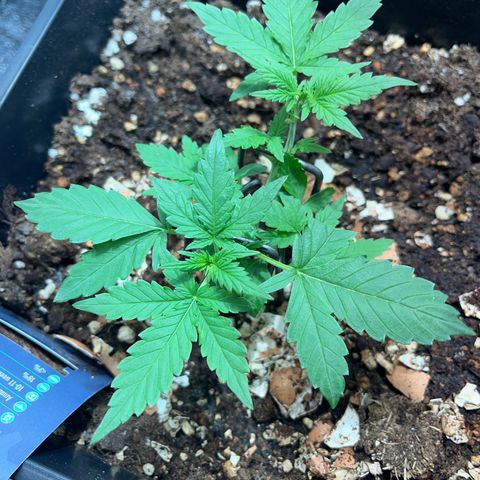 Pink Rozay Automatic growlog timeline photo