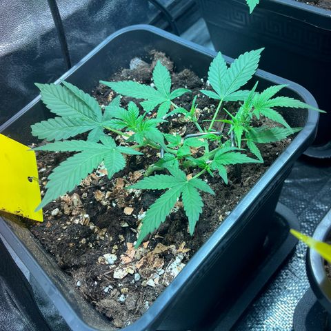 Pink Rozay Automatic growlog timeline photo
