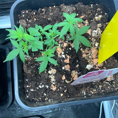 Pink Rozay Automatic growlog timeline photo