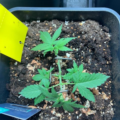 Pink Rozay Automatic growlog timeline photo