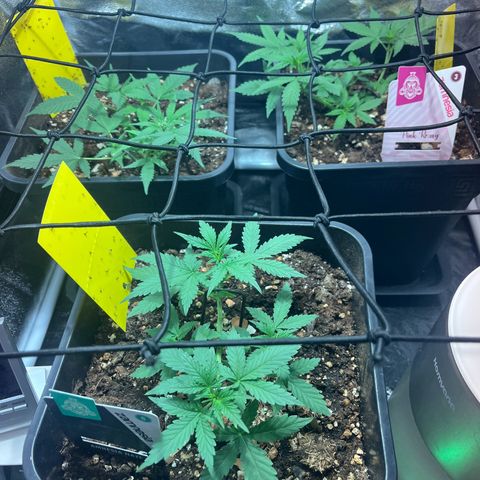 Pink Rozay Automatic growlog timeline photo