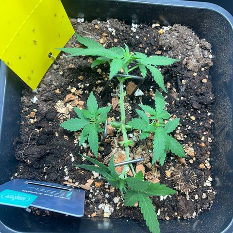 Pink Rozay Automatic growlog timeline photo
