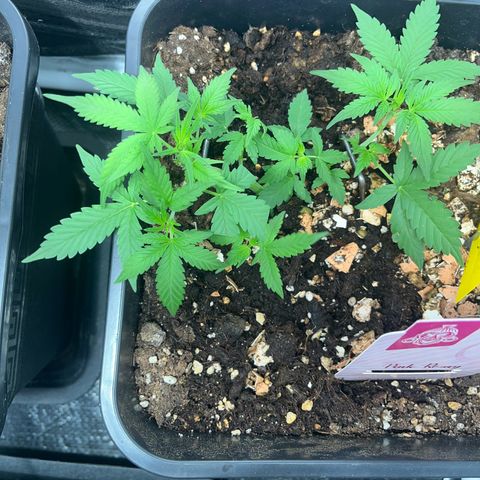 Pink Rozay Automatic growlog timeline photo