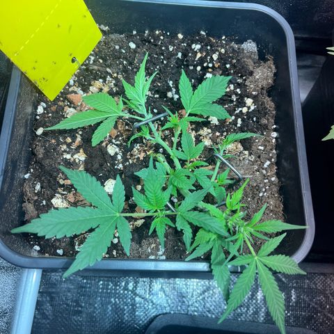 Pink Rozay Automatic growlog timeline photo