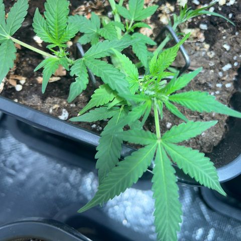 Pink Rozay Automatic growlog timeline photo