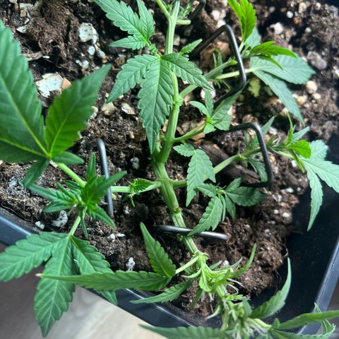 Pink Rozay Automatic growlog timeline photo