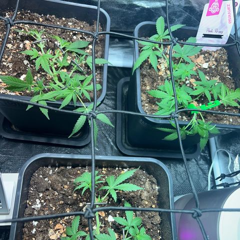 Pink Rozay Automatic growlog timeline photo
