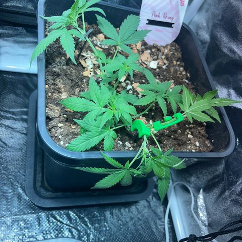 Pink Rozay Automatic growlog timeline photo