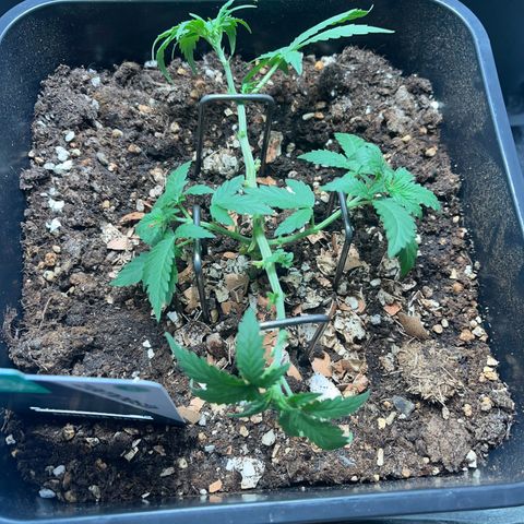 Pink Rozay Automatic growlog timeline photo