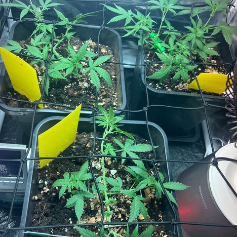 Pink Rozay Automatic growlog timeline photo