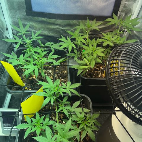 Pink Rozay Automatic growlog timeline photo