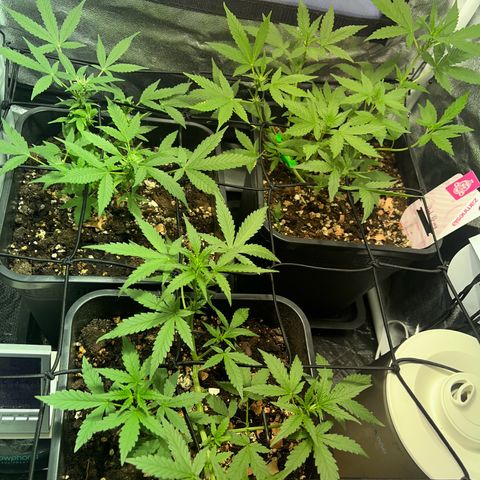 Pink Rozay Automatic growlog timeline photo